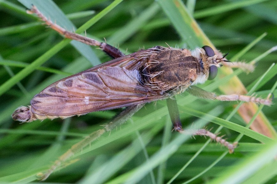 Hornissen-Raubfliege