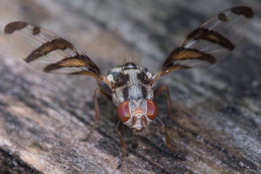 Myennis octopunctata