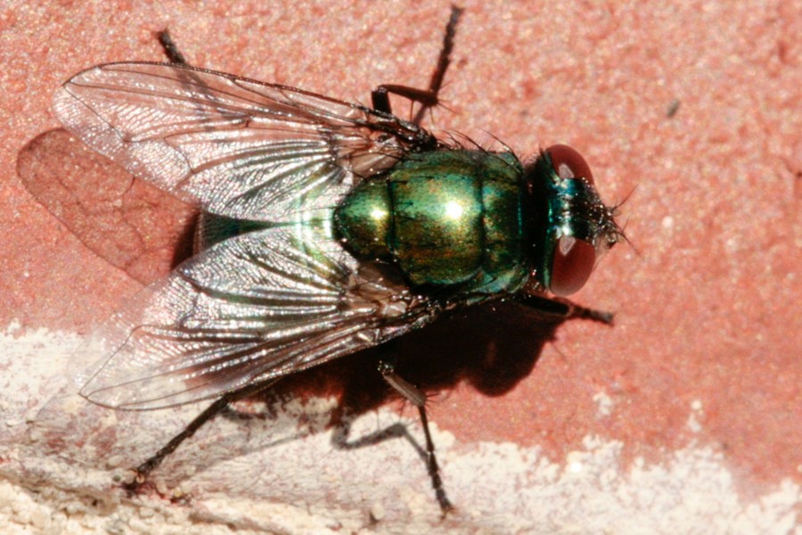 Neomyia cornicina