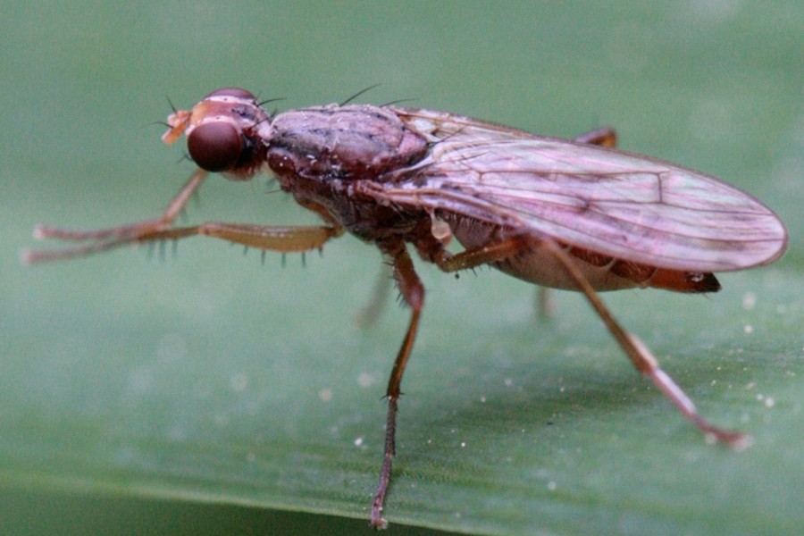 Norellia spinipes