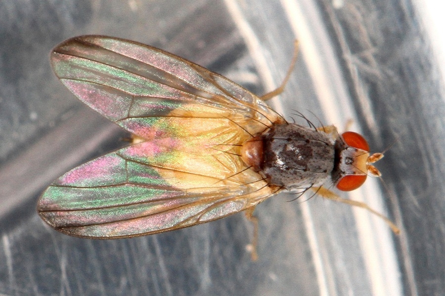 Palloptera ustulata