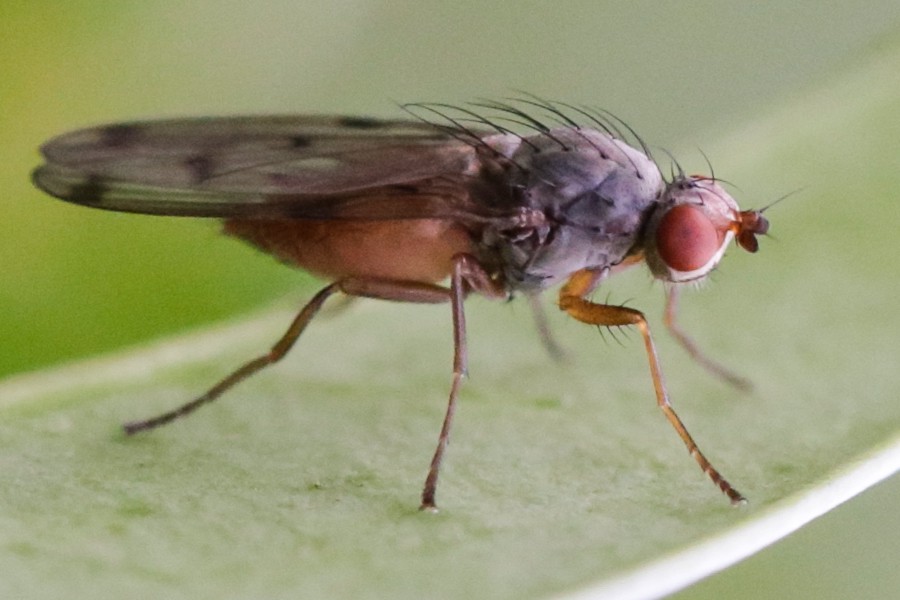 Palloptera scutellata