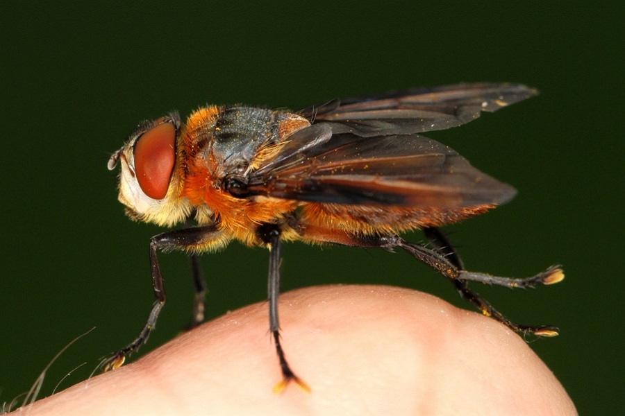 Phasia hemiptera