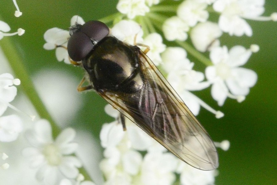 Pilz-Erzschwebfliege