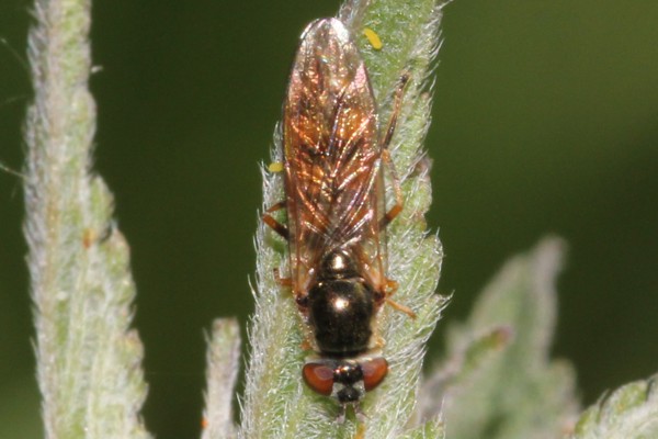 Platycheirus fulviventris