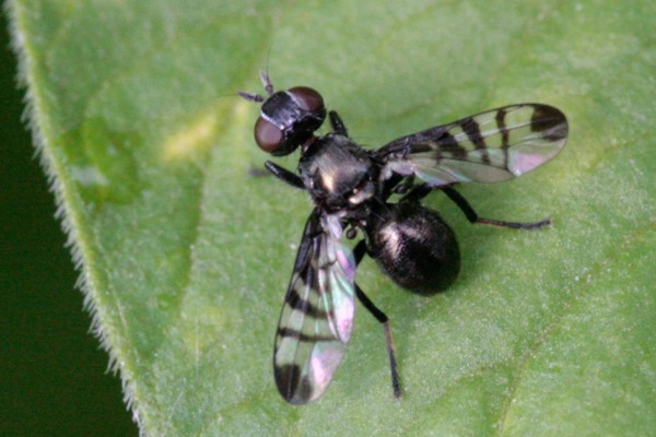 Rivellia syngenesiae