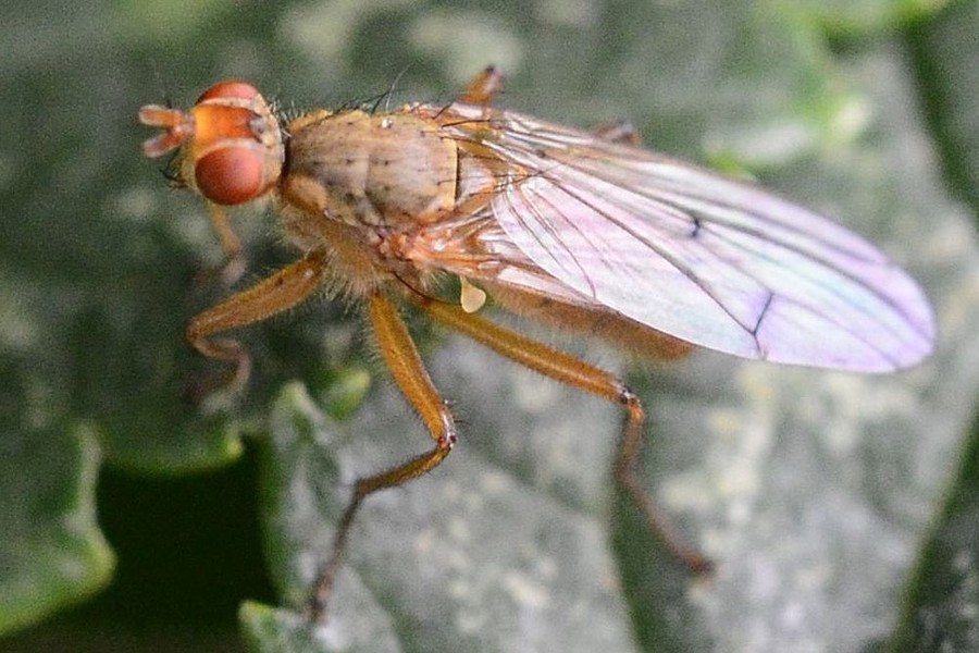 Scathophaga suilla