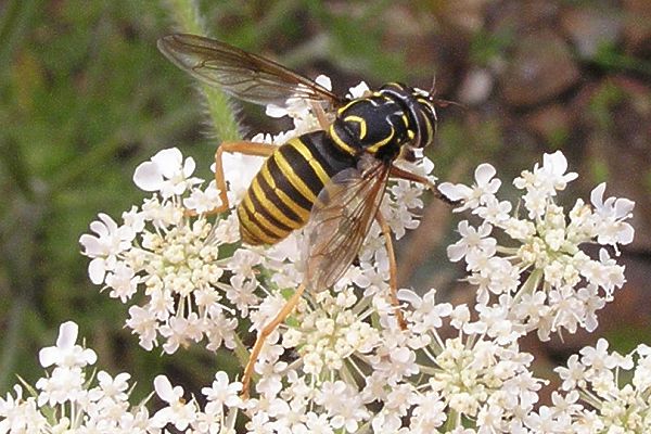 Spilomyia manicata