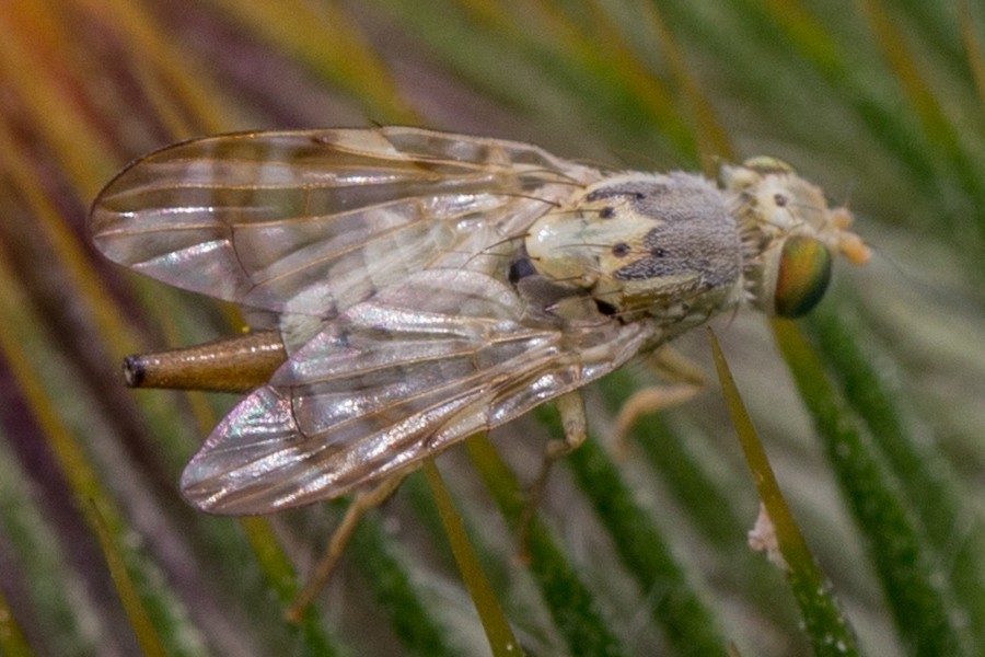 Terellia tussilaginis