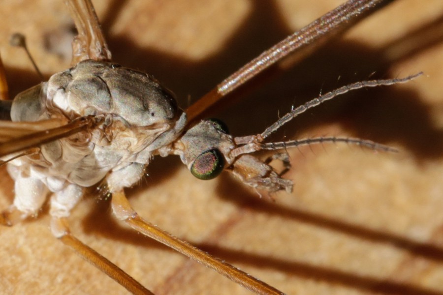 Wiesenschnake