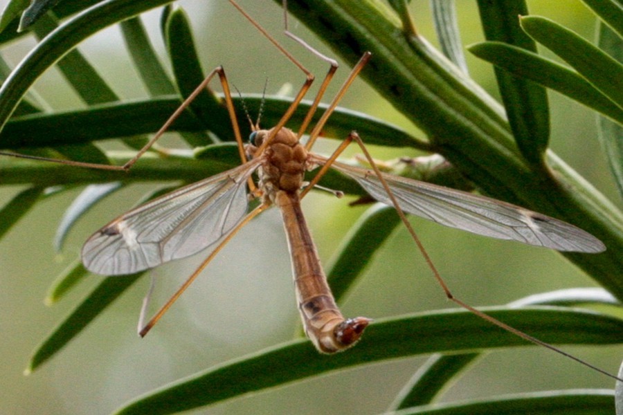 Tipula cava