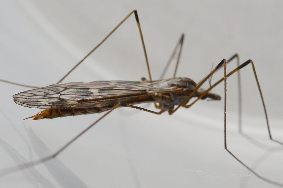 Tipula confusa