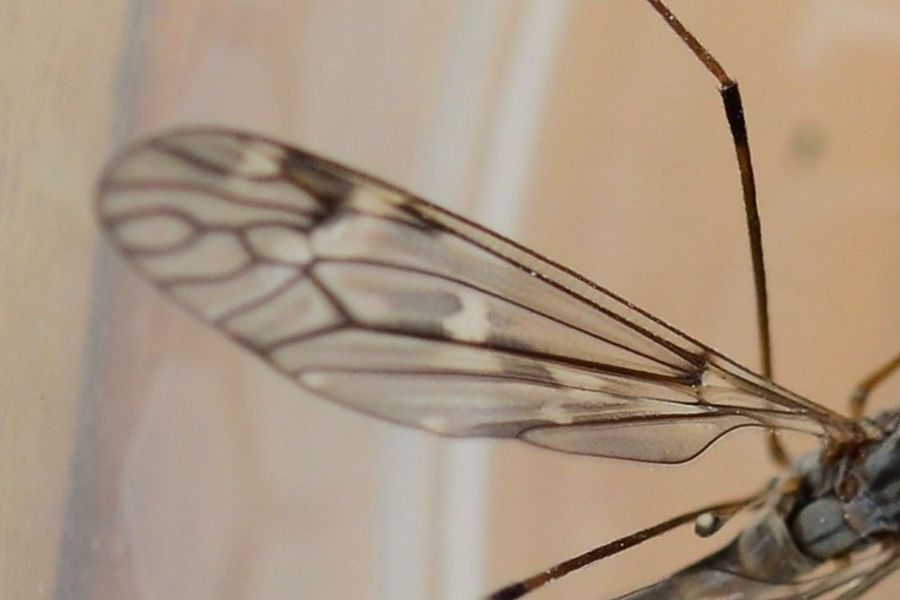 Tipula confusa