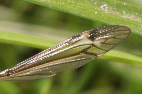 Tipula lateralis