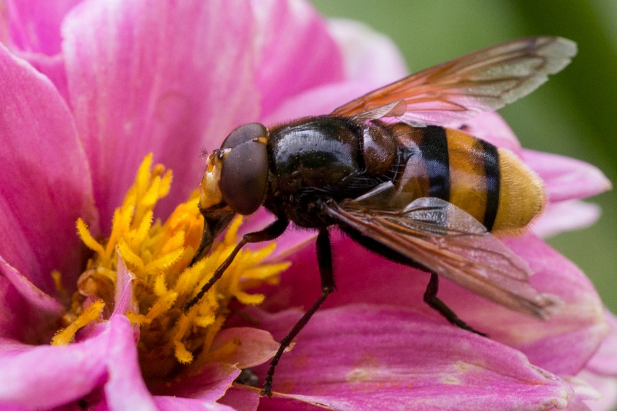 Hornissen-Schwebfliege