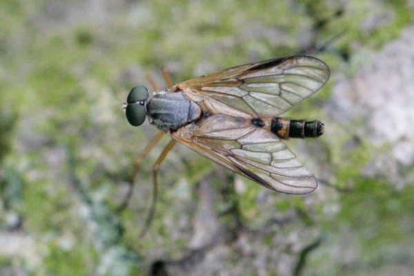 Schwarzfüßige Schnepfenfliege