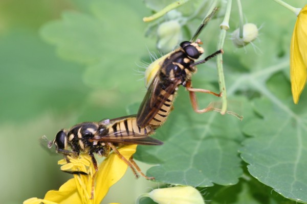 Wespen-Moderholzschwebfliege