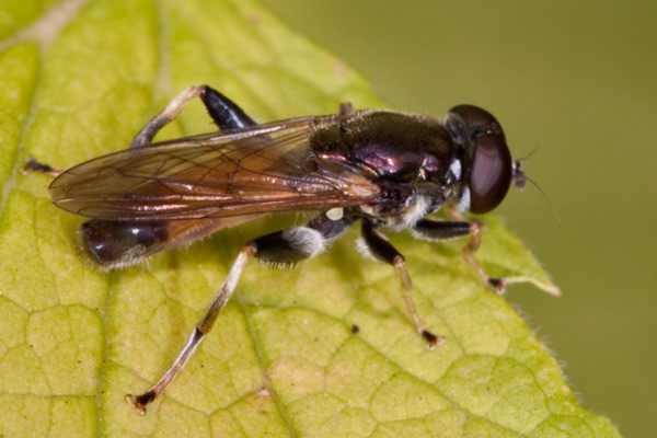 Gemeine Langbauchschwebfliege