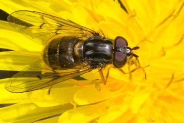 Gemeine Goldschwebfliege