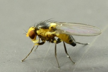 Liriomyza flaveola